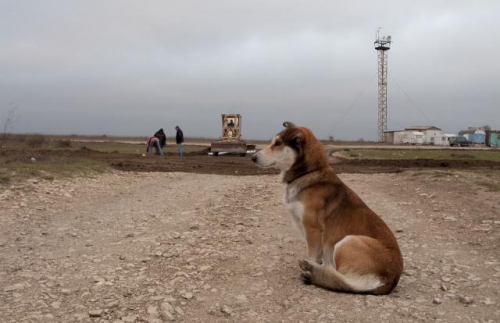 Собаки Горы Клементьева одобряют начавшееся благоустройство территорий